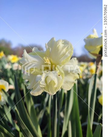 Blooming flower yellow daffodil variety Sunny Side Up with drops of morning dew on petals growing in ground in garden meadow on sunny spring day. Selection, breeding of flowers. Nature. Blue sky 130570962