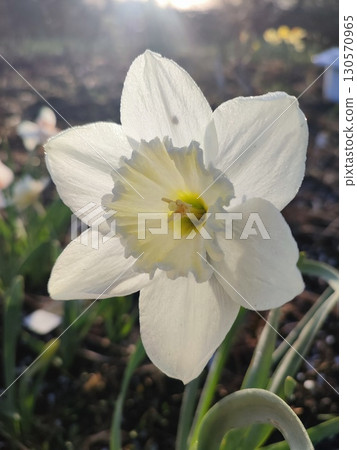 Blooming varietal flower narcissus variety Ice Follies. Flower daffodils with white petals in inflorescence with green stem leaves growing in ground on sunny spring morning. Selection breeding flowers 130570965