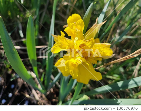 Beautiful blossoming of blooming daffodil flower close-up. Blooming daffodil flower with yellow petals in inflorescence on green stem growing in ground on sunny spring day. Selection breeding flower 130570970