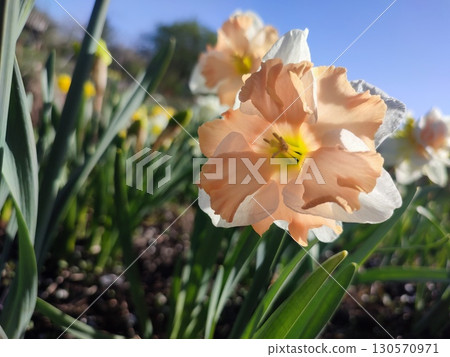Blossoming flower of the narcissus variety Edinburgh close-up. Beautiful daffodils flower with white and pink petals in inflorescence on green stem growing in ground on sunny spring day with blue sky 130570971