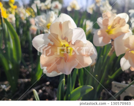 Blossoming flower of the narcissus variety Palmares close-up. Beautiful daffodils flower with white and pink petals in an inflorescence on a green stem growing in the ground on a sunny spring day Blossoming flower of the narcissus variety Palmares close-up. Beautiful daffodils flower with white and pink petals in an inflorescence on a green stem growing in the ground on a sunny spring day 130570983