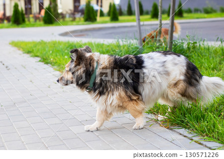 A collie dog is leisurely strolling on a sidewalk on a leash 130571226