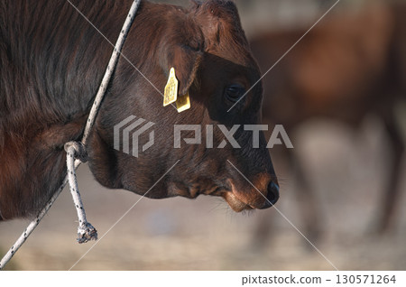 Brown cow with ear tags standing in a field at Akrotiri Marsh. Limassol District, Cyprus 130571264