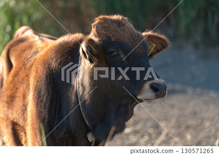 Brown cow standing in a field in Akrotiri marsh, Cyprus 130571265