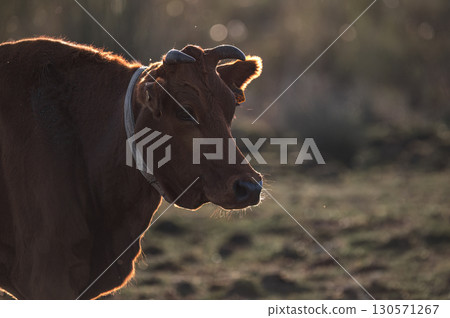 Brown cow standing on a meadow and looking to the left at sunset 130571267
