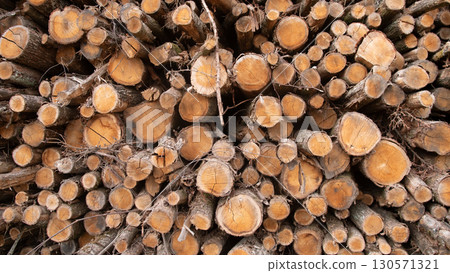 Cut logs are stacked in a well-organized manner on the ground, showcasing the natural texture of the wood under soft sunlight in a forest environment. 130571321