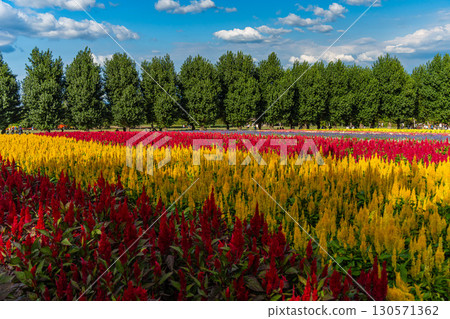 北海道美瑛的夏季五彩繽紛的花田 130571362