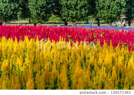 北海道美瑛的夏季五彩繽紛的花田 130571363