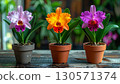 Cattleya 3 colors 130571374