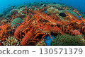 School of spiny lobsters 130571379
