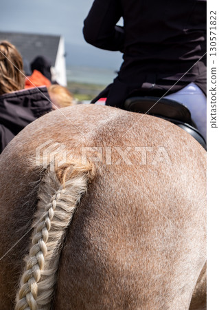 Braided horse tail in County Donegal, Ireland 130571822