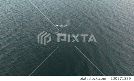 Aerial view of two fin whales, Balaenoptera physalus, hunting in Donegal Bay, Ireland Aerial view of two fin whales, Balaenoptera physalus, hunting in Donegal Bay, Ireland 130571829