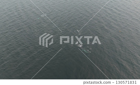 Aerial view of two fin whales, Balaenoptera physalus, hunting in Donegal Bay, Ireland 130571831