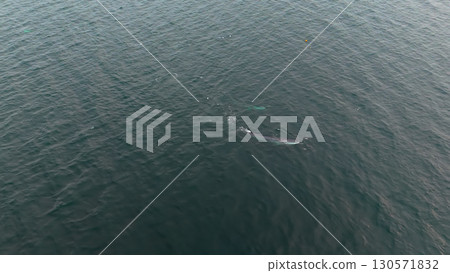 Aerial view of two fin whales, Balaenoptera physalus, hunting in Donegal Bay, Ireland Aerial view of two fin whales, Balaenoptera physalus, hunting in Donegal Bay, Ireland 130571832