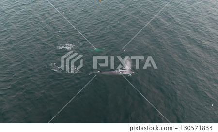 Aerial view of two fin whales, Balaenoptera physalus, hunting in Donegal Bay, Ireland 130571833