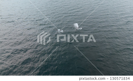Aerial view of two fin whales, Balaenoptera physalus, hunting in Donegal Bay, Ireland 130571834