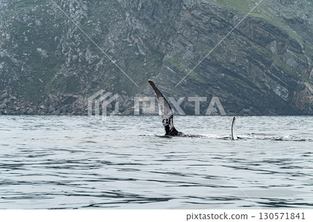 Humpback Whale, Megaptera novaeangliae, showing his fins and in Donegal Bay, Ireland Humpback Whale, Megaptera novaeangliae, showing his fins and in Donegal Bay, Ireland 130571841