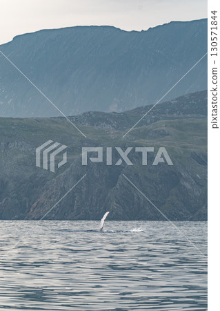Humpback Whale, Megaptera novaeangliae, showing his fins and in Donegal Bay, Ireland 130571844