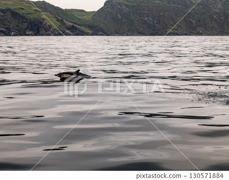 Common dolphin enjoying the Atlantic waters in County Donegal, Ireland 130571884