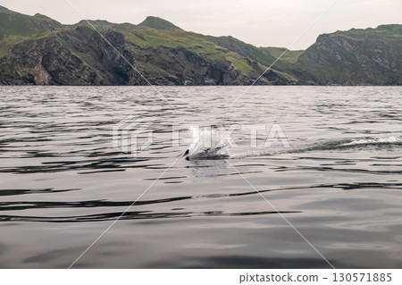 Common dolphin enjoying the Atlantic waters in County Donegal, Ireland Common dolphin enjoying the Atlantic waters in County Donegal, Ireland 130571885
