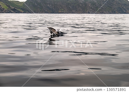 Common dolphin enjoying the Atlantic waters in County Donegal, Ireland 130571891