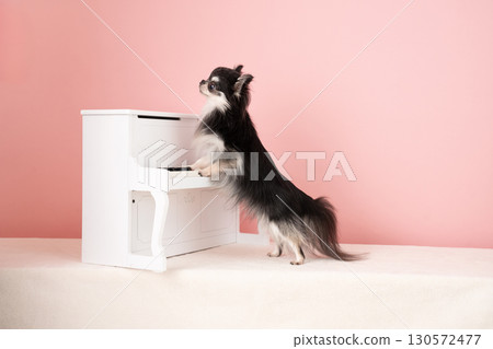 粉紅色包和吉娃娃彈鋼琴 粉紅色包和吉娃娃彈鋼琴 130572477