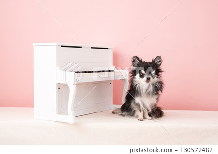 粉紅色包包、白色鋼琴和一隻溫馴的吉娃娃 粉紅色包包、白色鋼琴和一隻溫馴的吉娃娃 130572482