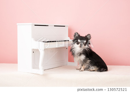 粉紅色包包、白色鋼琴和一隻溫馴的吉娃娃 粉紅色包包、白色鋼琴和一隻溫馴的吉娃娃 130572521