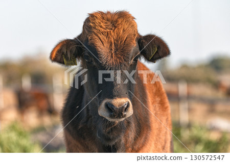 Authentic Cypriot cattle breed posing at Akrotiri marsh in Cyprus 130572547