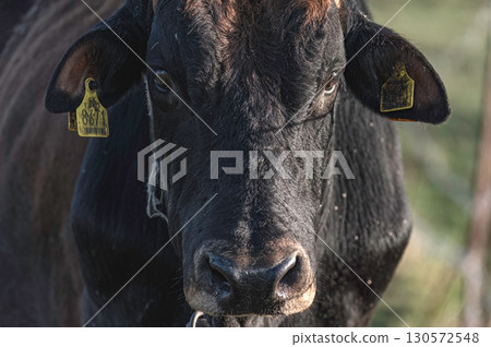 Portrait of authentic Cypriot cattle breed posing at Akrotiri marsh in Cyprus 130572548