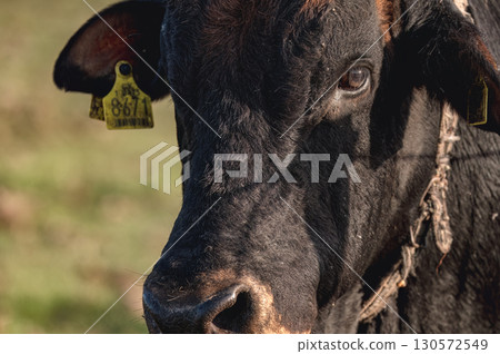 Close up of a black cow from an authentic breed of Cyprus cattle Close up of a black cow from an authentic breed of Cyprus cattle 130572549