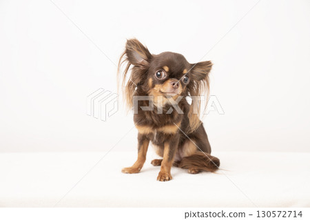 White background and sitting Chihuahua Nappu 130572714