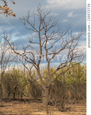 Charred Tree Standing in a Burnt Forest Landscape Charred Tree Standing in a Burnt Forest Landscape 130572739