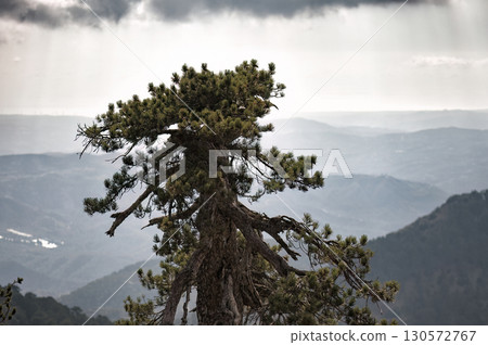 Lone pine tree overlooking Troodos mountain range. Artemis nature trail 130572767