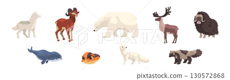 Polar Animals and Wild Northern Fauna Vector Set 130572868