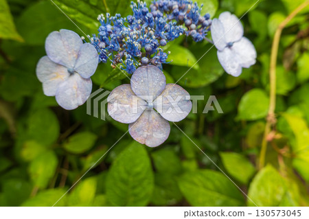 Blue hydrangea flowers wet with rain Blue hydrangea flowers wet with rain 130573045