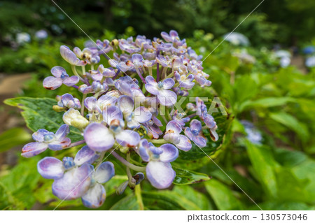 The colors of the Otafuku hydrangea shine in the rain The colors of the Otafuku hydrangea shine in the rain 130573046