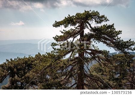 Majestic pine tree on artemis nature trail in cyprus 130573156