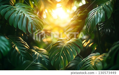 Lush Monstera Leaves Bathed in Golden Sunlight, Tropical Paradis Lush Monstera Leaves Bathed in Golden Sunlight, Tropical Paradis 130573449