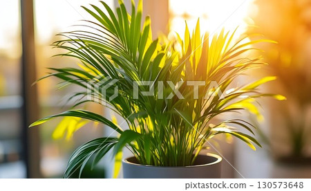Sunlit Palm Plant in a Gray Pot with Golden Backlighting and Gre 130573648