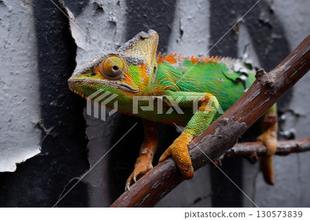 Colorful chameleon resting on branch against a peeling wall background in urban setting 130573839