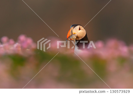 Portrait of Atlantic puffin with sand eels in its beak 130573929