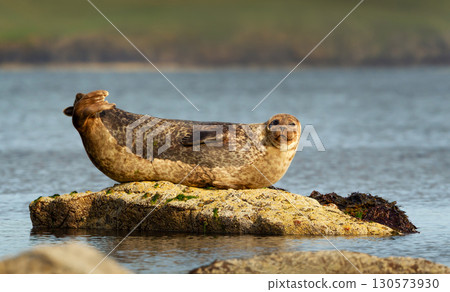 Harbor seal (common seal) resting on rock by the sea Harbor seal (common seal) resting on rock by the sea 130573930