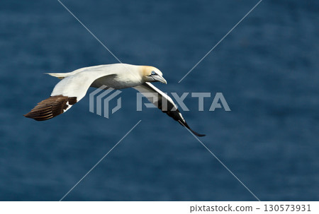 Northern gannet in flight over the blue sea 130573931