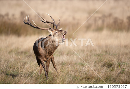 Red deer stag calling during the rut in autumn 130573937