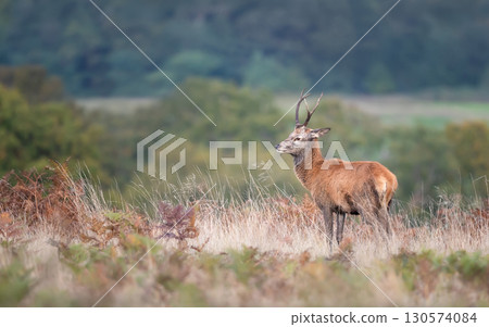 Young red deer stag in autumn meadow 130574084