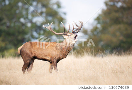 Red deer stag calling during the rut in autumn 130574089