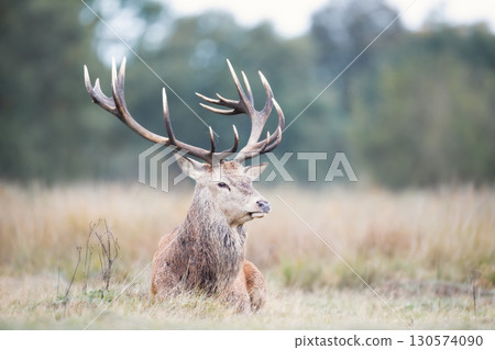 Portrait of a majestic red deer stag with large antlers in a meadow Portrait of a majestic red deer stag with large antlers in a meadow 130574090