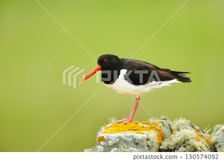 Eurasian oystercatcher standing on rock with lichen Eurasian oystercatcher standing on rock with lichen 130574092