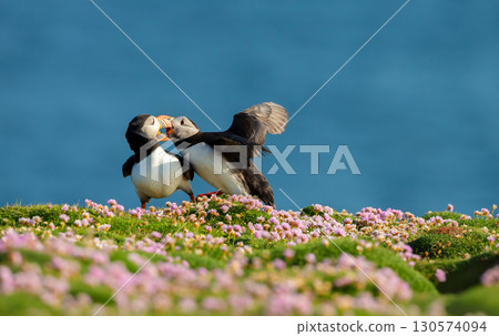 Atlantic puffins billing on flowering cliff 130574094